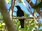 Corbeau calédonien