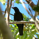 Corbeau calédonien