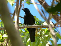 New Caledonian Crow