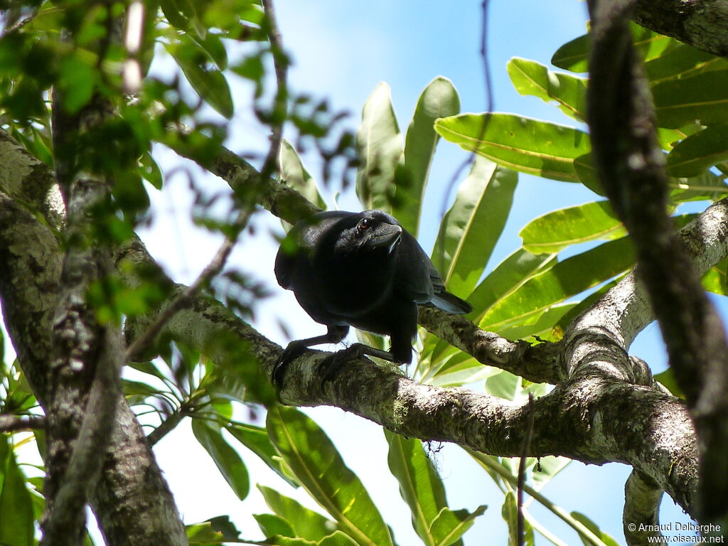 New Caledonian Crow