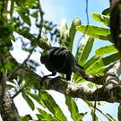 Corbeau calédonien
