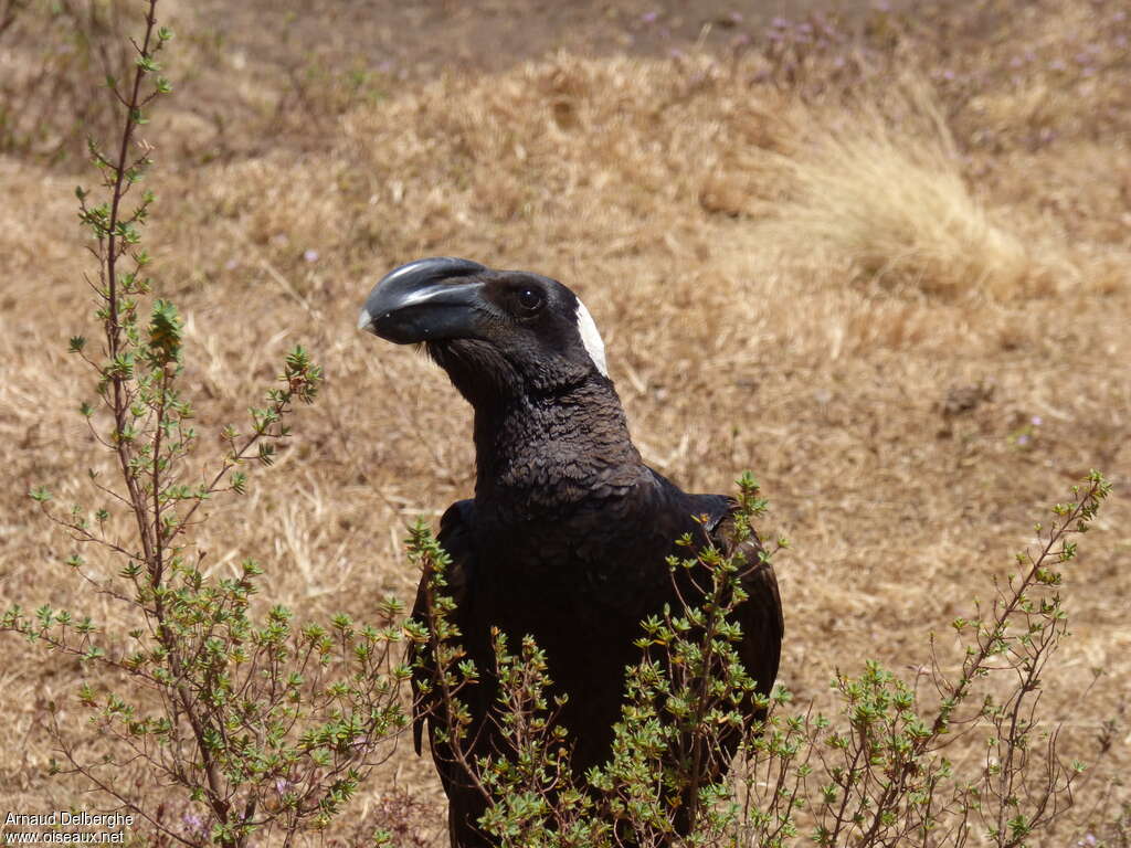 Corbeau corbivauadulte, portrait