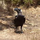 Corbeau corbivau