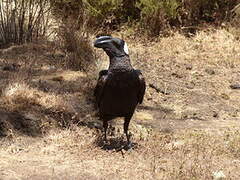 Thick-billed Raven