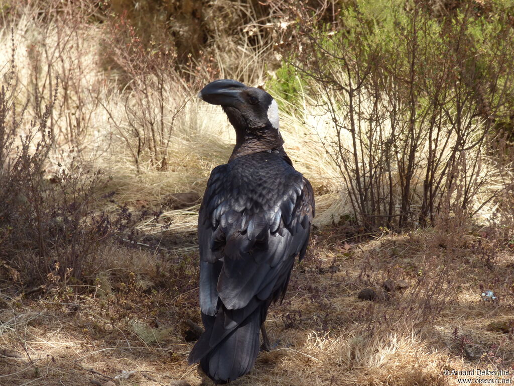 Thick-billed Raven