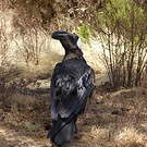 Corbeau corbivau