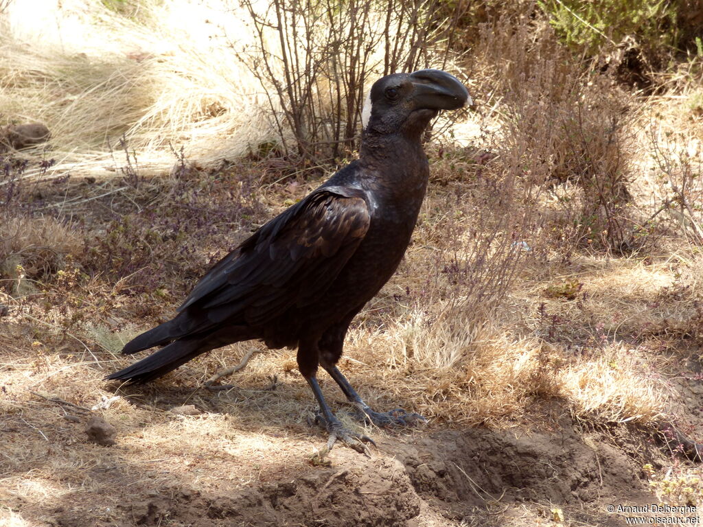 Thick-billed Raven