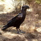 Corbeau corbivau
