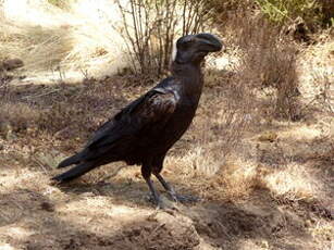 Corbeau corbivau