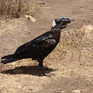 Corbeau corbivau
