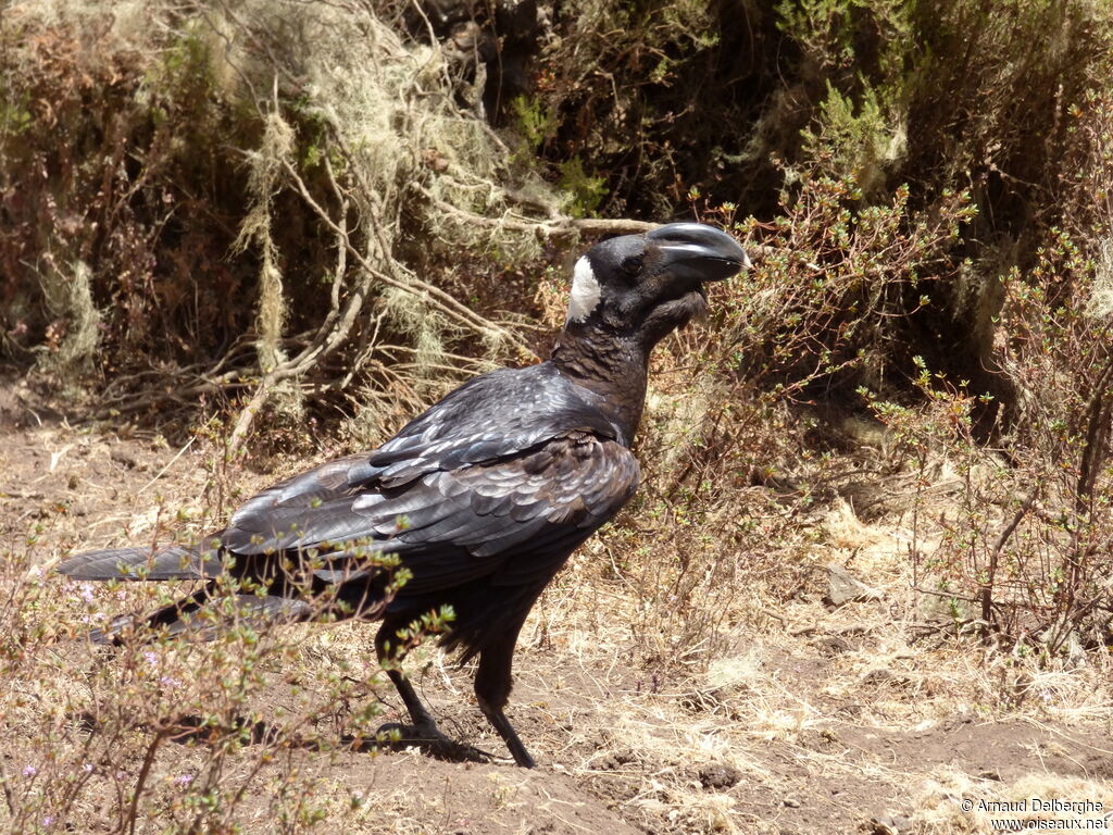 Thick-billed Raven