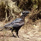 Corbeau corbivau