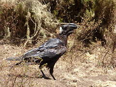 Thick-billed Raven