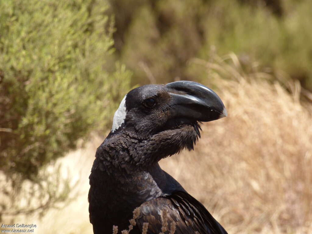 Thick-billed Ravenadult, close-up portrait