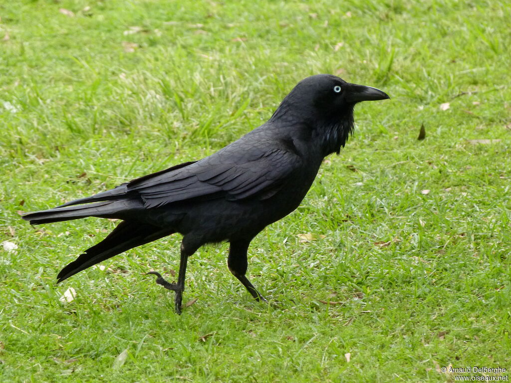 Australian Raven