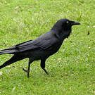 Corbeau d'Australie