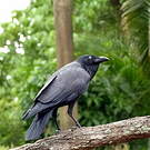 Corbeau d'Australie