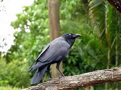 Corbeau d'Australie