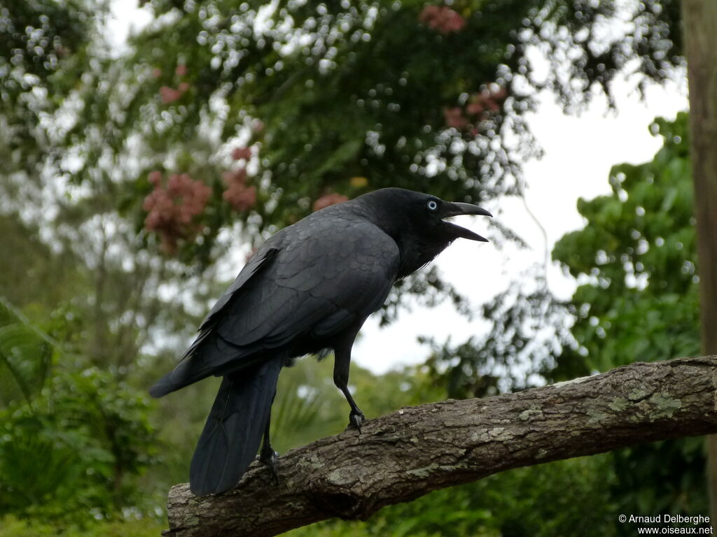 Corbeau d'Australie