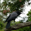 Corbeau d'Australie