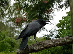 Corbeau d'Australie