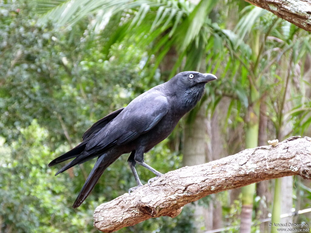 Corbeau d'Australie