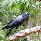 Corbeau d'Australie