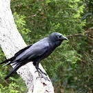 Corbeau d'Australie