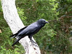 Corbeau d'Australie