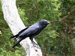 Corbeau d'Australie