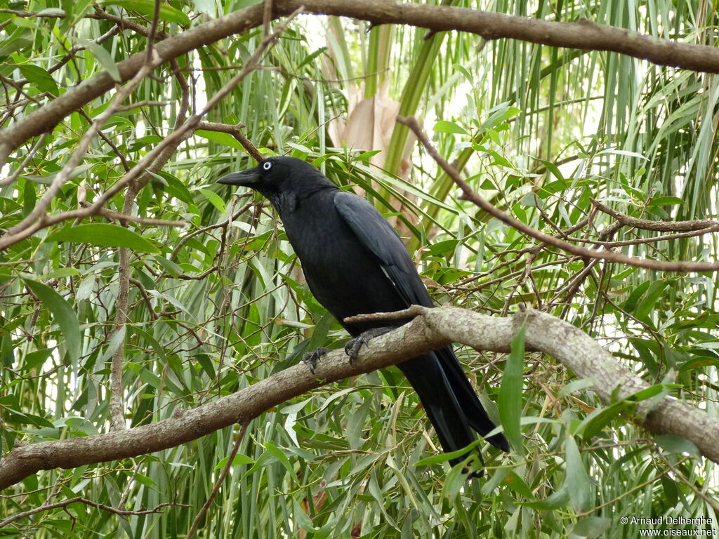 Torresian Crow