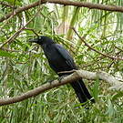 Corbeau de Torres