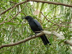 Torresian Crow