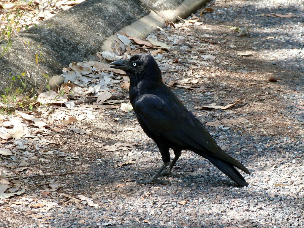 Corbeau de Torres