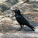 Corbeau de Torres