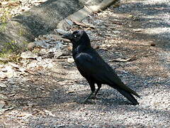 Torresian Crow