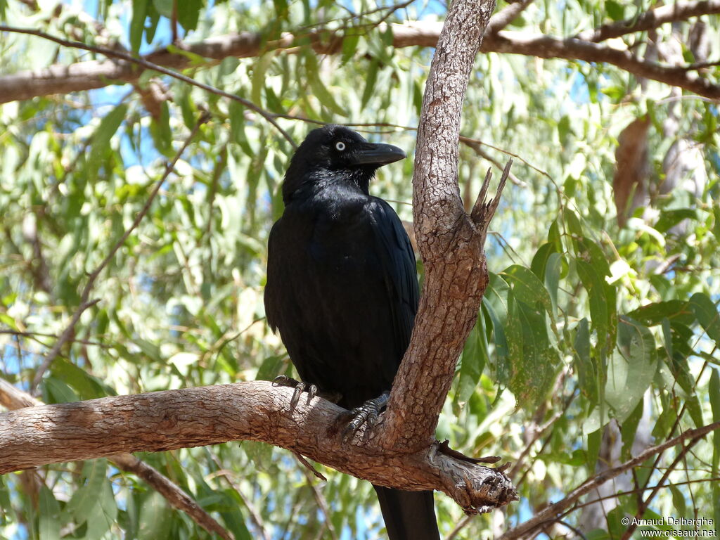 Torresian Crow