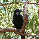 Corbeau de Torres