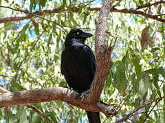 Torresian Crow