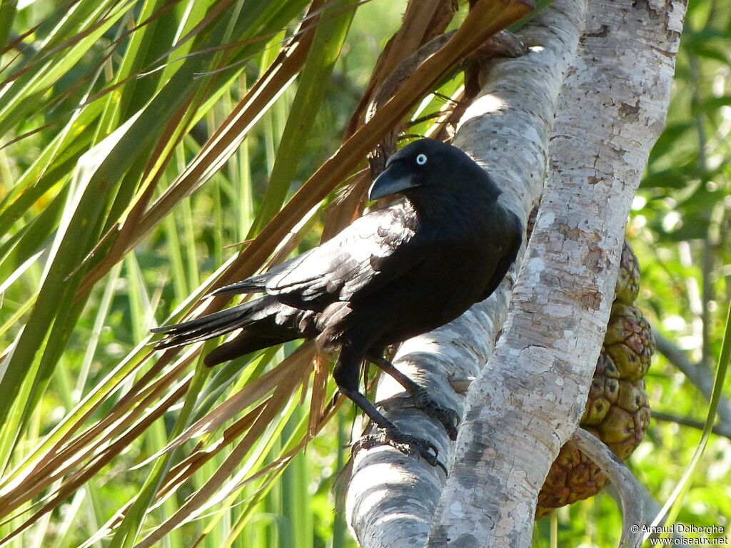 Corbeau de Torres