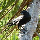 Corbeau de Torres