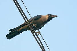 House Crow