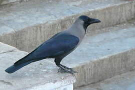 House Crow