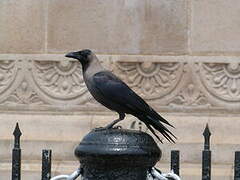 House Crow