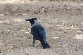 House Crow