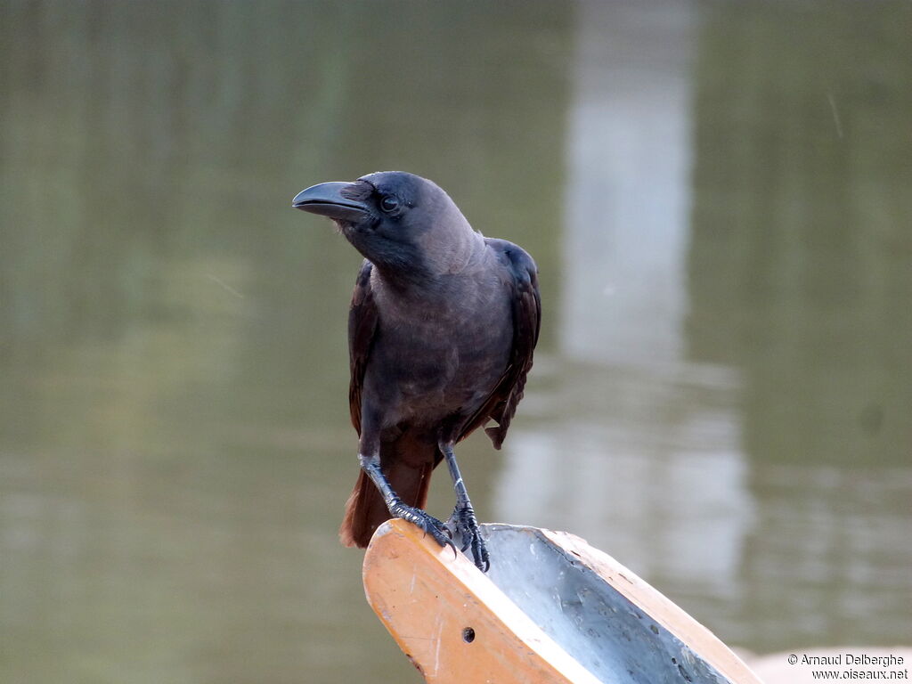 Corbeau familier