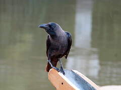 House Crow