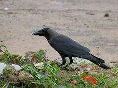 House Crow