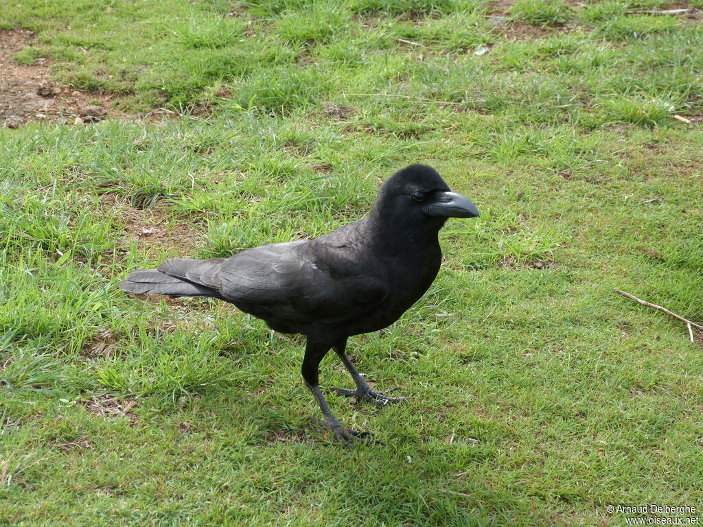 Indian Jungle Crow