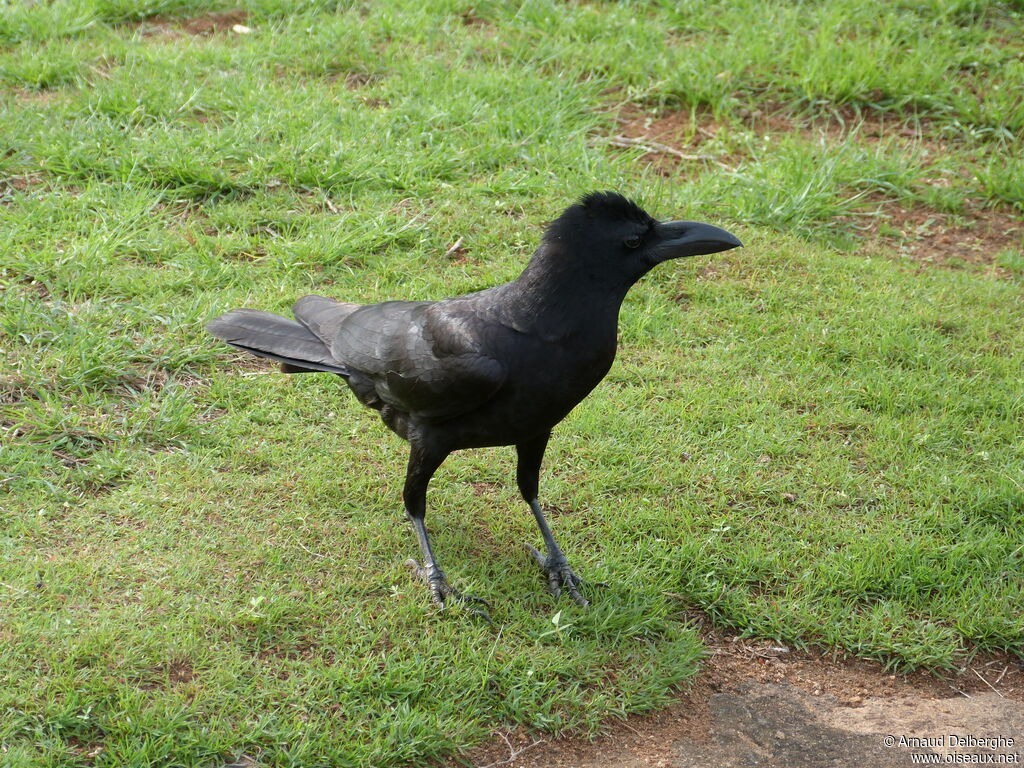 Corbeau indien